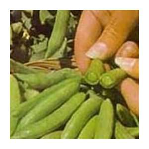 Organic Sugar Daddy Pea   1/4lb. Bulk Vegetable Seed 