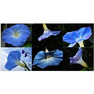 Miette Michie Nature Photographs Note Cards   Morning Glories   Packet 
