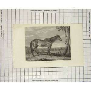  Antique Print 1826 Mandane Thin Horse Engraving Roberts 