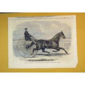  Horse Jackey Winner Aintree Trotting Stakes Liverpool 