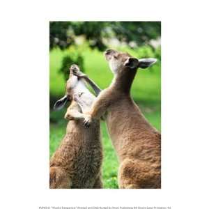  Playful Kangaroos 8.00 x 10.00 Poster Print