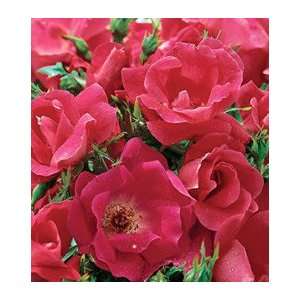  Knock Out 24 inch Patio Tree Rose Patio, Lawn & Garden