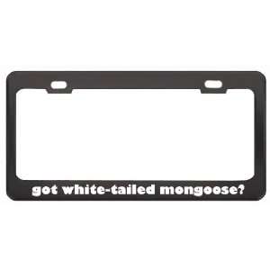 Got White Tailed Mongoose? Animals Pets Black Metal License Plate 