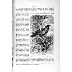   1895 PHILLIP ISLAND PARROT BIRD LORY 