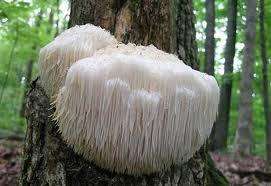 Lions Mane mushroom spores spawn dried mycelium  