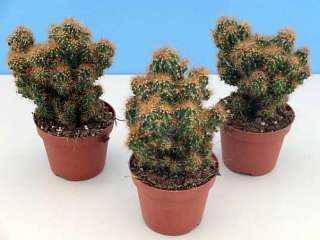 Curiosity Cactus   Cereus peruvianus monstrosa major  
