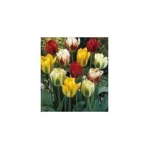   Green with Envy Mix Tulip 8 Bulbs  Very Hardy Patio, Lawn & Garden
