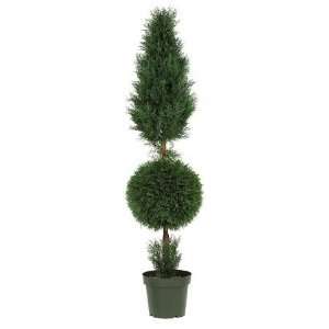   Cypress Ball and Cone 5 Inch  Indoor Outdoor Silk Tree