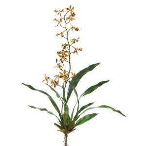  29 Spider Oncidium Orchid Plant Yellow Brown (Pack of 6 