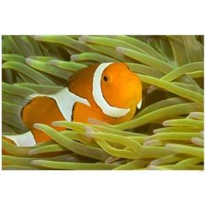  False Clown Anemonefish Poster