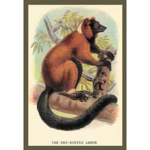  The Red Ruffed Lemur 12x18 Giclee on canvas