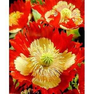  Danish Flag Afghan Poppy 250+ Seeds   Papaver Somniferum 