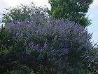 Fragrant * Lilac Chaste Tree Seeds * Beautiful Blooms