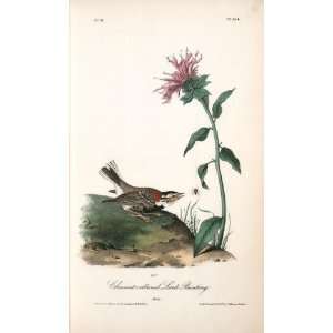   James Audubon   24 x 40 inches   Chesnut collared Lark Bunting. Male