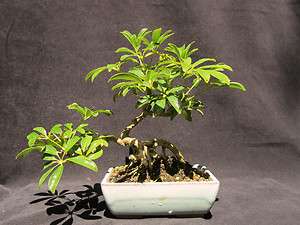 Shefflera Arboricola  Luseane bonsai in a 6 pot  