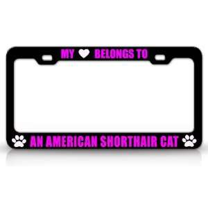 MY HEART BELONGS TO AN AMERICAN SHORTHAIR Cat Pet Auto License Plate 