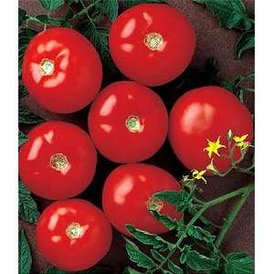  Mountain Fresh Tomato   48 Plants   Large, Crack Resistant 