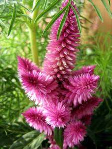NEW*Giant COCKSCOMB SPIKES*Showy*100 seeds*RARE* #1021  