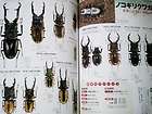World Many Kinds Stags beetles kuwagata horn breed collecting color 