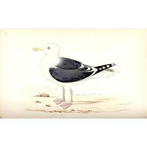  Great Black Backed Gull Meyer H/C Birds 1842 50