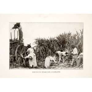  1926 Print Harvest Sugar Cane Guadeloupe Island Caribbean 