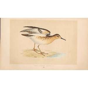  Buff Breast Sandpiper British Birds 1St Ed Morris 1851 