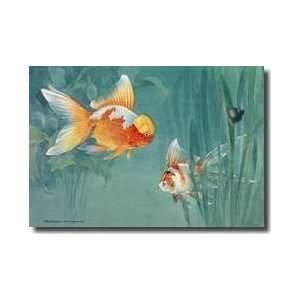  An Oranda And A Scaleless Nymph Swim Together Giclee Print 