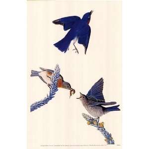 Eastern Bluebird by John Woodhouse Audubon 11x17  Kitchen 