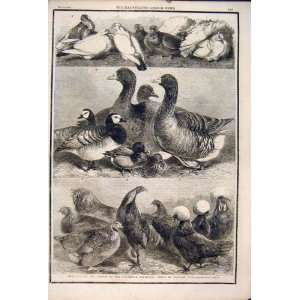  Poultry Pigeons Birmingham Exibition Harrison Weir 1861 