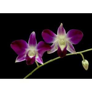  Two Orchids Greeting Cards (5 card set) 