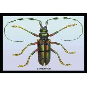  Beetle Lamia Tricincta #1   Paper Poster (18.75 x 28.5 