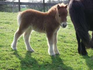 Minishetty Partbred Stutfohlen in Schleswig Holstein   Bad Segeberg 