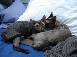 Devon Rex Kater Tom Tom in Dortmund   Dortmund Hombruch  Katzen 