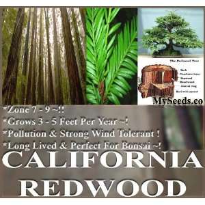  1 oz (5,600+) California Redwood Tree Seeds Bonsai 