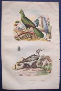 GUERIN ANTIQUE PRINT TURACO MUSAPHOGID, TURNSTONE BIRD  