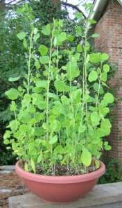 30 Papalo seeds, Porophyllum ruderale, summer cilantro  