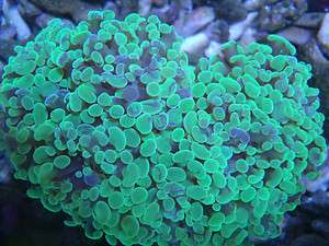 Live Coral Frogspawn hammer torch package LPS 3 pack  