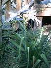 Beautiful Rare Heirloom Crinum Lily 1 XXL Fresh bulb Royal white