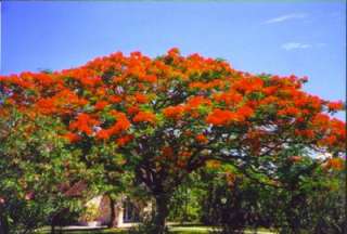 Dieserbis zu 5 Meter hohe Baum stammt ursprünglich aus Madagaskar 