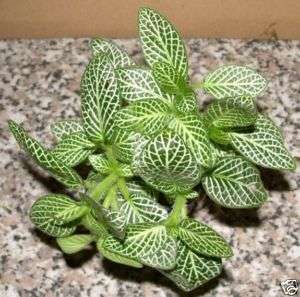 Topf Fittonia argyronauta, weiß Sumpflanze, Terrarium  