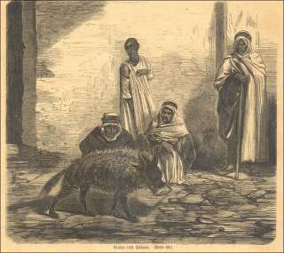 1873   Orient Hyäne Algier Arabien Arabia Algiers hyena Algeri iena 