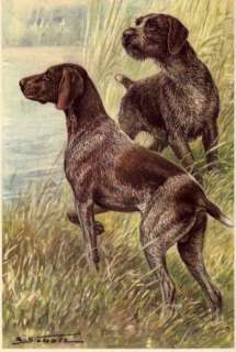 German Short / Wirehaired Pointer   MATTED Dog Print G  