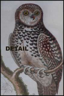 Vintage Original Etching * Little Owl * George Edwards 1755 Signed 