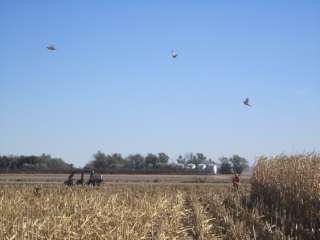 Pheasant Hunting in South Dakota   Managed Ranch  