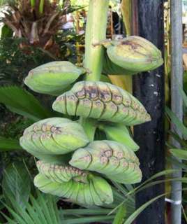   Bulb Musa Kluai Thepanom Praying Banana RARE Plant ##