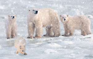 Great Polar Bear Adventure (DVD, 2009) 796019816168  