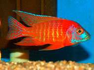 Tropical Fish African Cichlids, Ruby Red Peacocks, 6 Lot, 2  