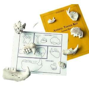  Skullduggery   Animal Tooth   Classroom Science Kit Toys & Games