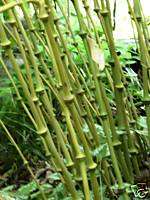 VERY RARE* Qiongzhuea Tumidissinoda Bamboo Plant 5 Gal  