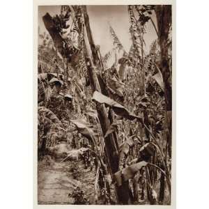  1928 Banana Plantation Platanos Malaga Andalusia Spain 